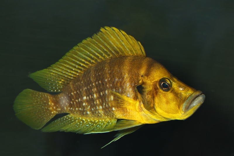 Altolamprologus compressiceps 'Talama'